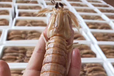 皮皮虾泡沫包装